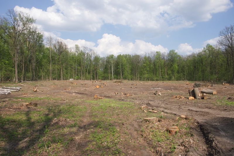 Bushes Clearing in Salt Lake City, UT